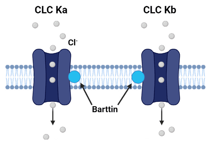 CLC-Ka and CLC-Kb Electrophysiology